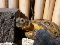 /album/tortellini/torti-19-jpg/